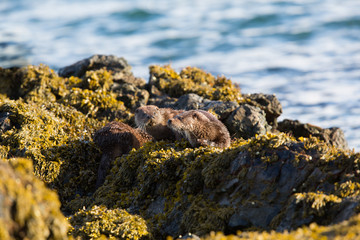 Eurasian otter (Lutra lutra) youngster