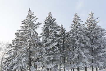 Snow covered fir trees. Winter frost forest. Cold december moning in the park.
