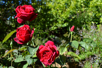 Beautiful Red Roses Plant, Nature