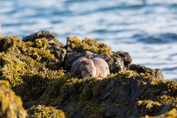 Eurasian otter (Lutra lutra) youngsters sleeping together