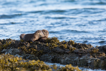 Eurasian otter (Lutra lutra) youngsters Foraging together