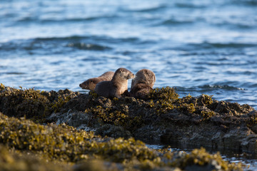 Eurasian otter (Lutra lutra) youngsters Foraging together