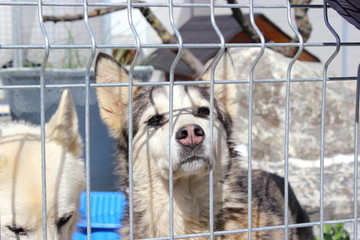 Tierheim (Tierasyl): Husky blickt durch Gitterstäbe
