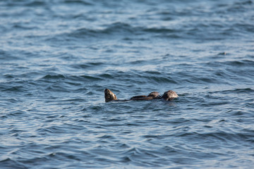 Naklejka premium Eurasian otter (Lutra lutra) youngsters Foraging together on sea