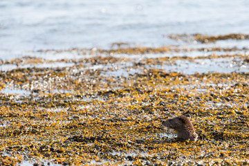 Eurasian otter (Lutra lutra) Male Foraging together on sea