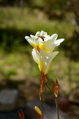 Fototapeta premium Close-up of White Freesia with a Bee Collectin Pollen, Macro, Nature