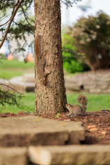 squirrel play