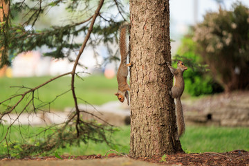 squirrel couple play