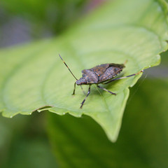 Brown Marmorated shield bug on Hydrangea leaf . Halyomorpha halys insect.
