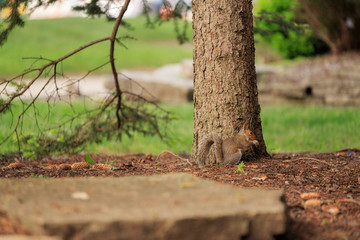 squirrel