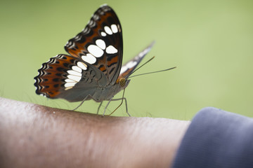 Closeup of Butterfly .Butterfly catch on arm.