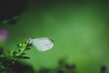 White Butterfly Grab On Green Leaf