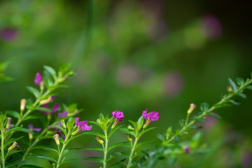 Little Pink Flowers On Green Background
