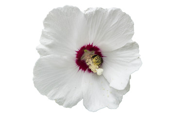 Rose of Sharon 'Red Heart' white flower with bumblebee.