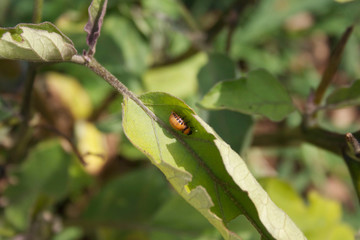 Eggplant cultivation damaged by Colorado potato beetle. Leptinotarsa decemlineata insects eating eggplant leaves