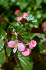 Close-up of Pink Begonia Flowers, Nature, Macro