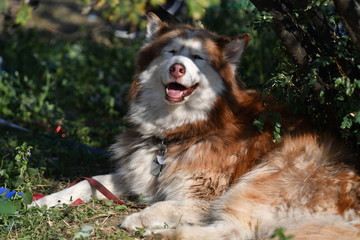 A mixed breed dog sweats under a tree in the summer.