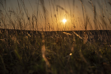 Wheat fields at sunset in hot summer day.