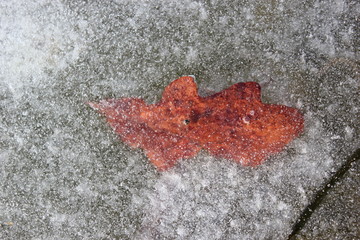 Eichenblatt in einer Eisschicht