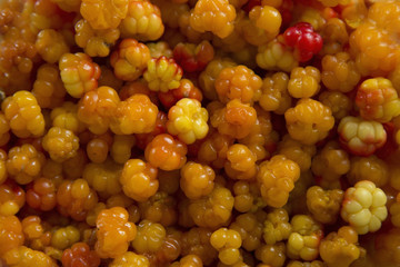 Cloudberries. Bowl with the collected fresh cloudberries