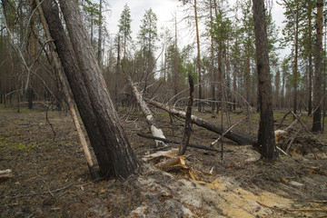 forest after fire