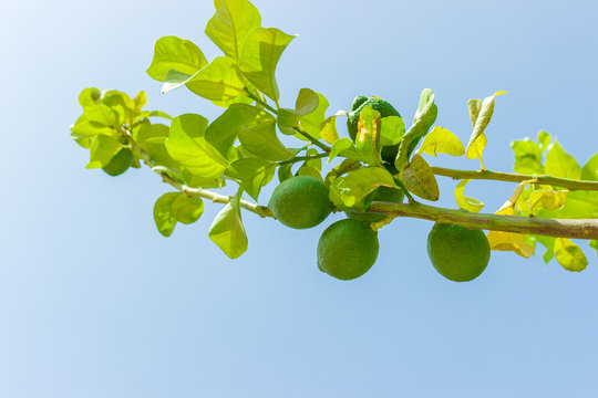green lime fruits on green tree against blue sky. close up
