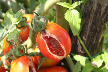 Ripe cherry tomatoes damaged by bad weather in the vegetable garden