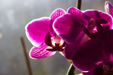 Naklejka premium Violet