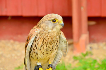 common kestrel