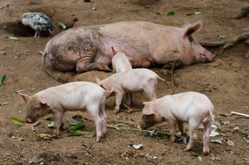 Free pig living in the farm