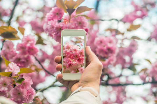Hand holding smartphone taking photo of cherry blossom.