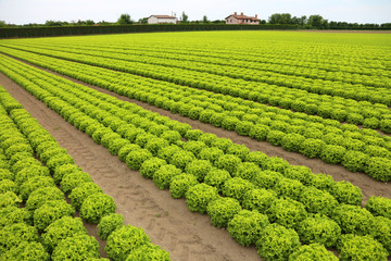 Fototapeta na wymiar lettuce in a field with sandy soil to facilitate water drainage