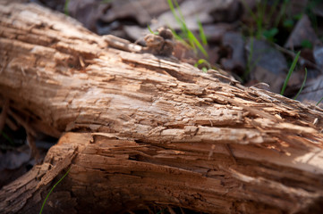 blurred deadwood by jziprian