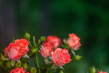 Pink roses on fresh green leaf background.