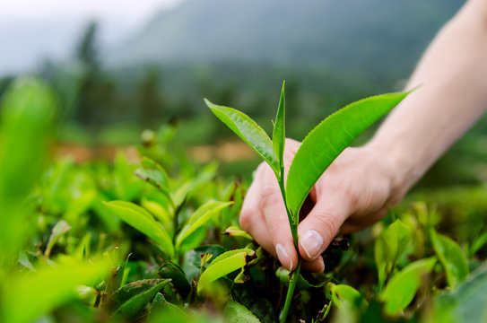 The process of collecting tea leaves.
