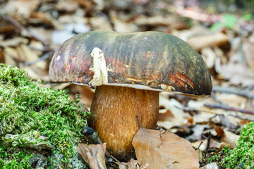 Boletus aereus. Hongo negro.