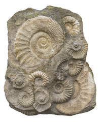 isolated ammonite fossils