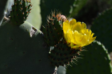 Close-up of a Yellow Prickly Pear Flower, Nature, Macro