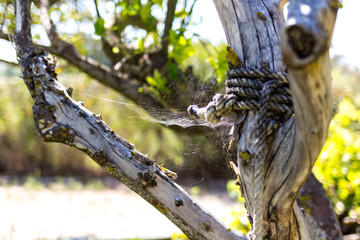 Cobweb among the branches of an old tree