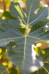 Green fig leaves under the summer sun