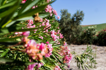 Shrub with pink flowers under blue sky