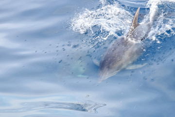 Dolphin head