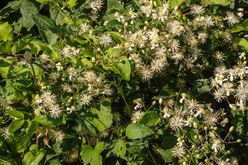 Clematis vitalba. Clematide, Hierba de los Pordioseros.