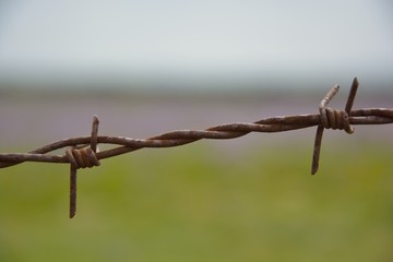 Stacheldraht