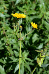 Close-up of Common Sowthistle Flowers, Nature, Macro