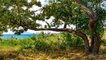 Old plum on the high bank near the sea