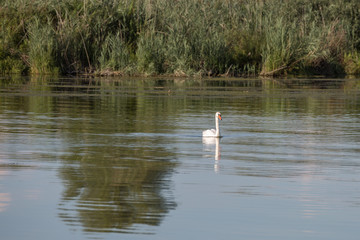 White Swan swimming in the River during Summer Time