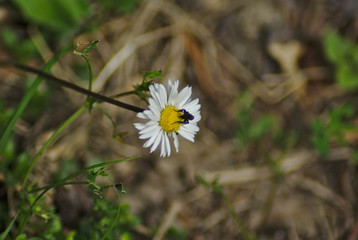 Piccola margherita con insetto