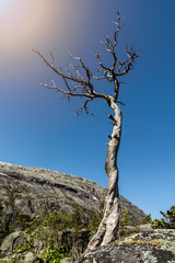 Obraz premium Lonely twisted tree