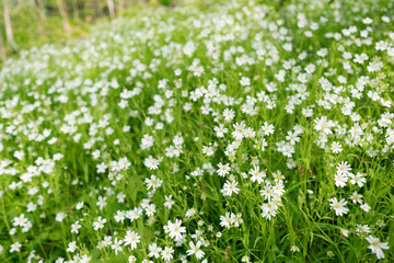 Obraz na płótnie Canvas Stellaria dichotoma small white flowers on grass